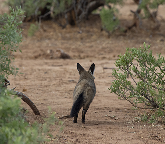 Bat eared Fox